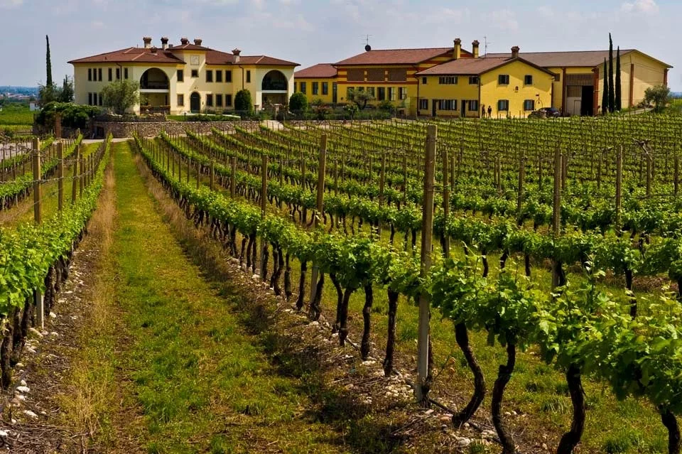Azienda Agricola Vincenzo